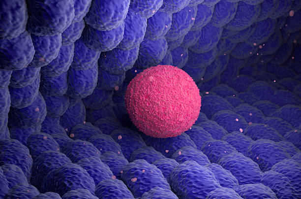 istock Human ovum (egg) move in Fallopian Tube - isometric view 3d illustration 2209113732