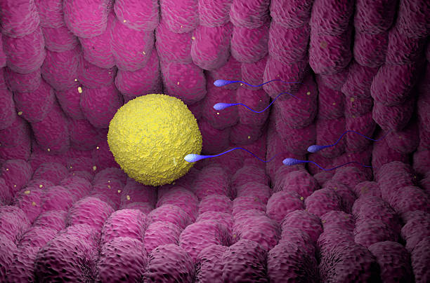 istock Sperm cells chasing human ovum (egg) - isometric view 3d illustration 2209113841