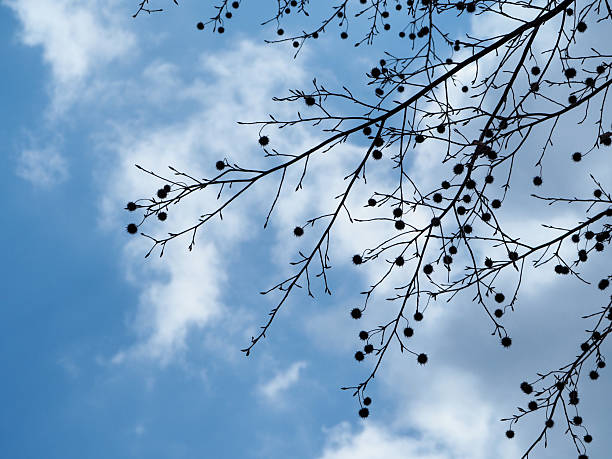 istock Silhouetted Sycamore Branches and Seed Balls 2209115263