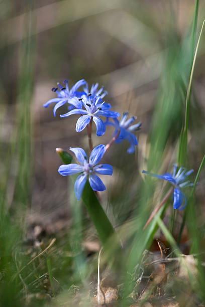 istock Flowering scilla  in an early spring garden - elective focus, copy space 2209116210