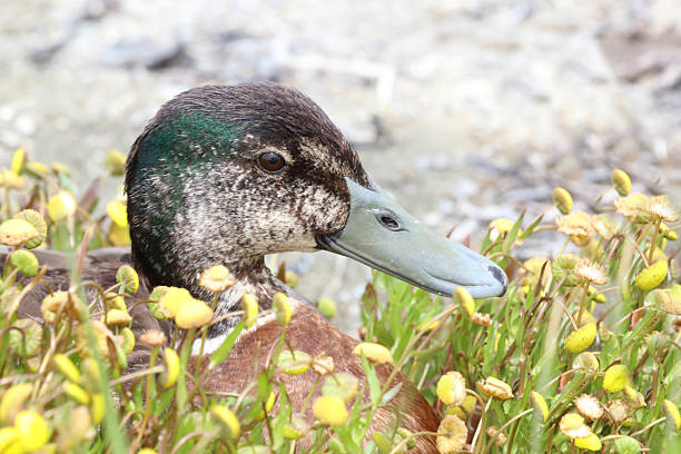 Stockente / Mallard / Anas platyrhynchos