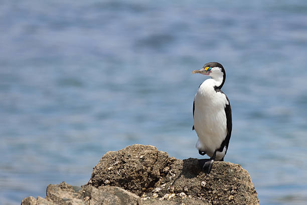 istock Elsterscharbe / Australian pied cormorant / Phalacrocorax varius 2209117211