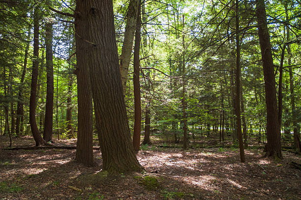 istock Thunder Rocks at Allegany State Park in New York State 2209117782