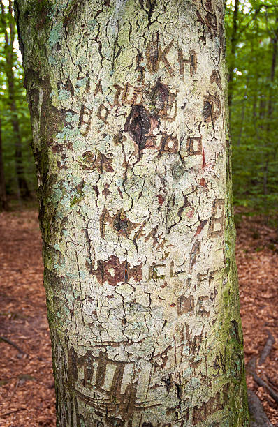 istock Thunder Rocks at Allegany State Park in New York State 2209118175