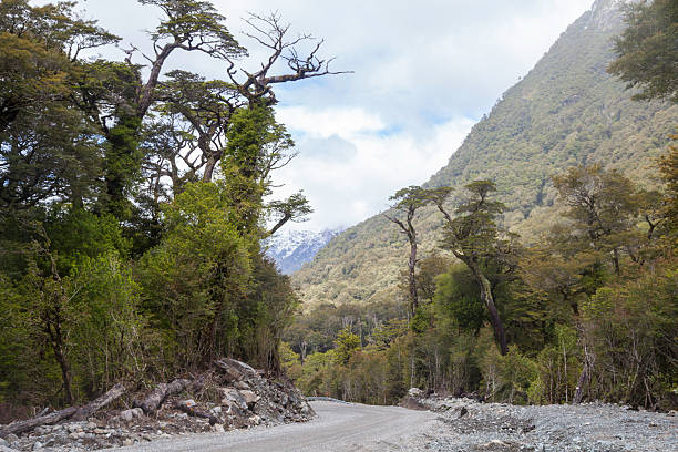 Immersive Chilean rainforest scene: lush undergrowth of mosses, ferns, and shrubs in Valdivian forests. Captures biodiversity and ancient ecosystems, nature and conservation themes. Petrichor