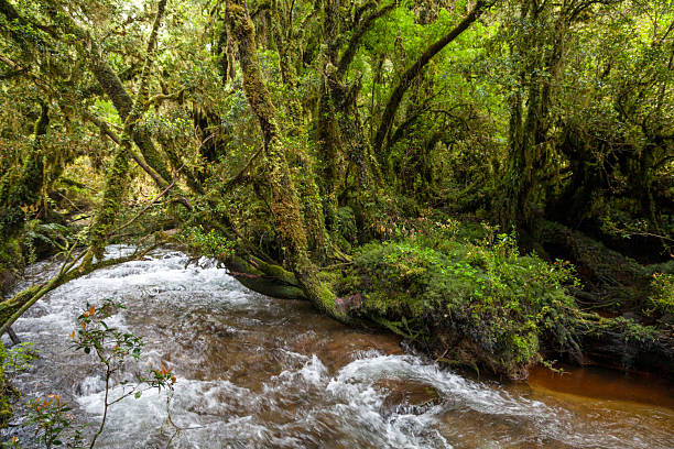 Immersive Chilean rainforest scene: lush undergrowth of mosses, ferns, and shrubs in Valdivian temperate forests. Captures biodiversity and ancient ecosystems, ideal for nature and conservation themes.