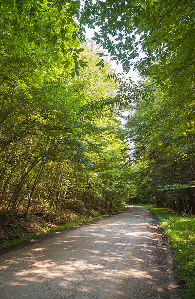 istock Allegany State Park in New York State 2209118542