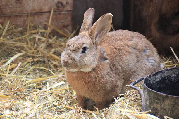 istock Cute bunnies in the stable 2209119610