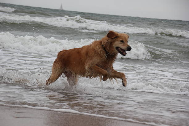 Very handsome agile golden retriever
