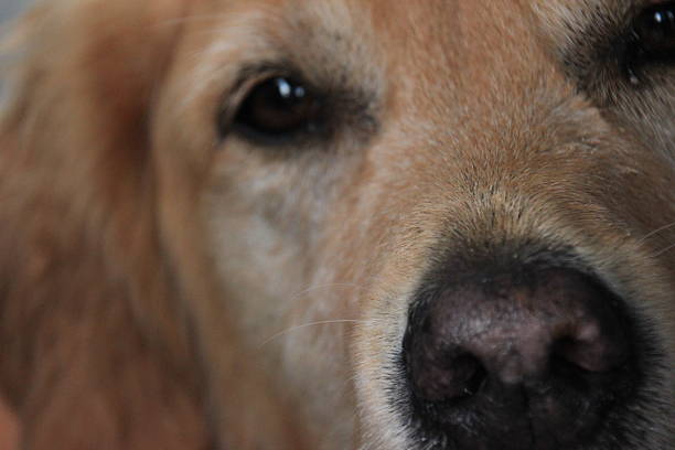 Very handsome agile golden retriever
