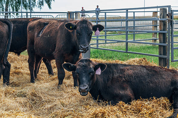 istock Black Angus calves in the open air 2209122678