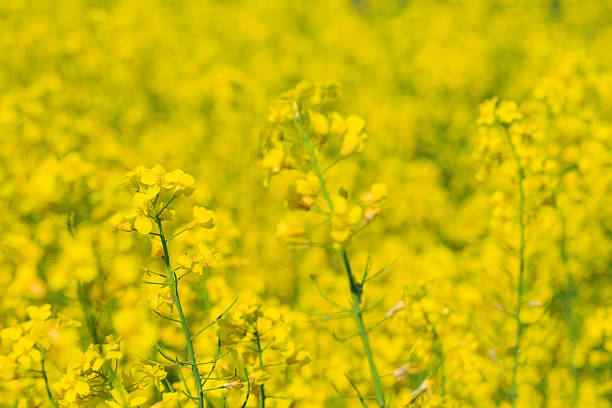 A vast field showcases numerous yellow flowers flourishing in spring. The bright blooms stretch towards the blue sky, depicting nature's beauty and vibrancy.