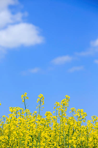 Beautiful landscape with bright yellow flowers against blue sky with white clouds.Photo with free space for text.