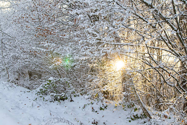 istock A snowy path winds through a forest covered in fresh white snow, with sunlight filtering through the trees. 2209126017