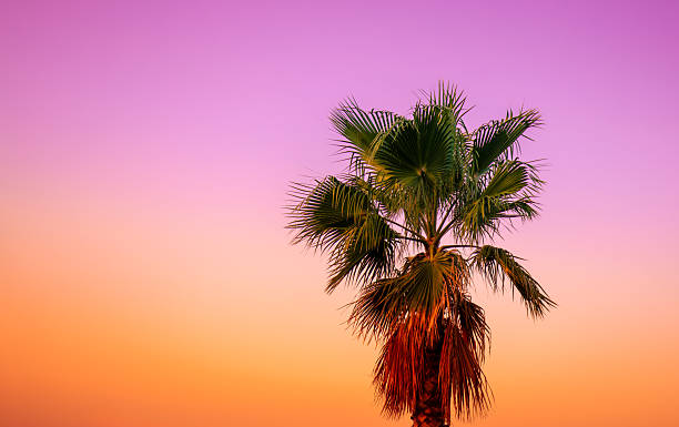 Palm tree against sunset gradient sky. Evening tropical nature. Beautiful palm background. Minimalist landscape