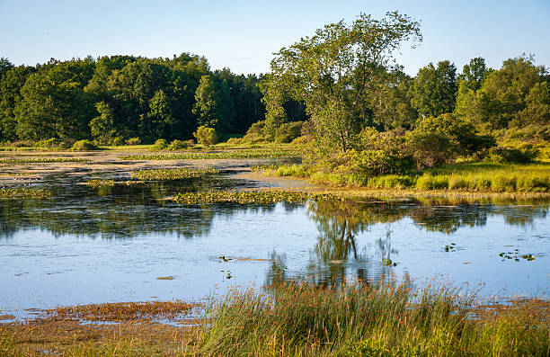 istock Wetlands at Jamestown Audubon Center and Sanctuary 2209127964