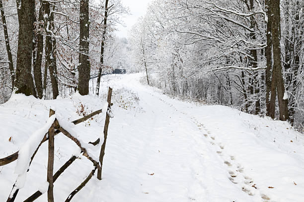 A snow-covered path with visible footprints leads through a dense winter forest with tall trees.
