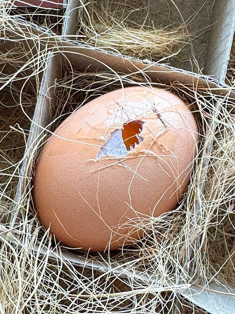 Stock photo shows a broken egg shell revealing a rotten, gone bad egg. The spoiled yolk and cracked shell symbolize food waste, spoilage, and kitchen mishaps. Perfect for illustrating concepts like expired ingredients, poor food storage, or unhealthy cooking practices