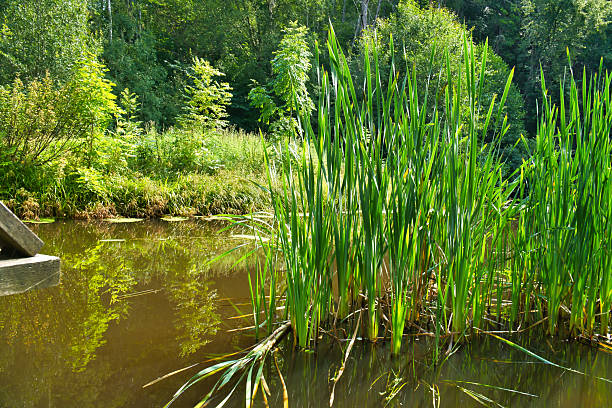 Lush green vegetation frames a tranquil pond, with reeds in the foreground. The harmonious scene radiates natural tranquility and untouched beauty.