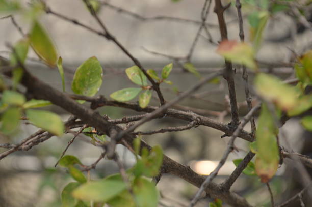 istock Close-Up of small Tree Branches With Fresh Green Leaves in Soft Lighting 2209132627