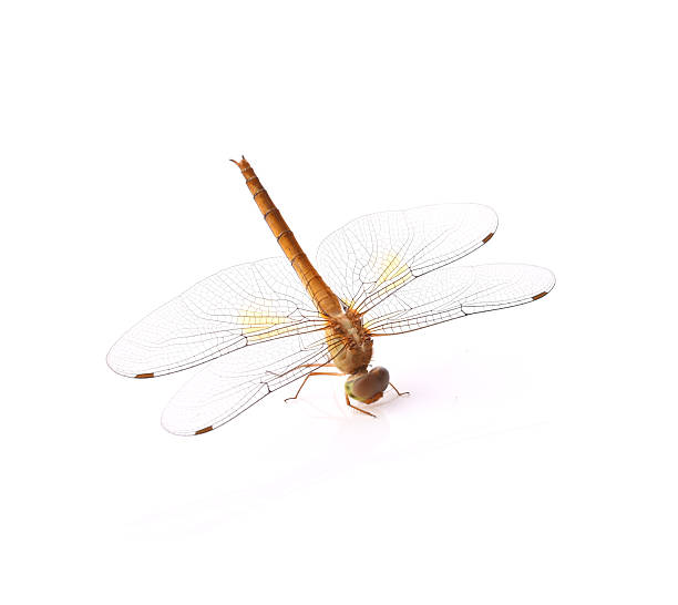 Dragonfly, Thai dragonfly, Chlorogomphus, Cordulegaster stay on the floor isolated on white background.