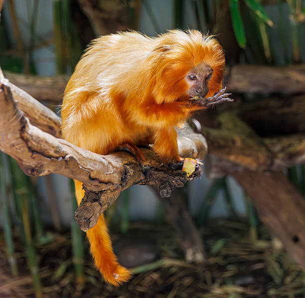 Little capuchin monkey looking at a fruit in his hands