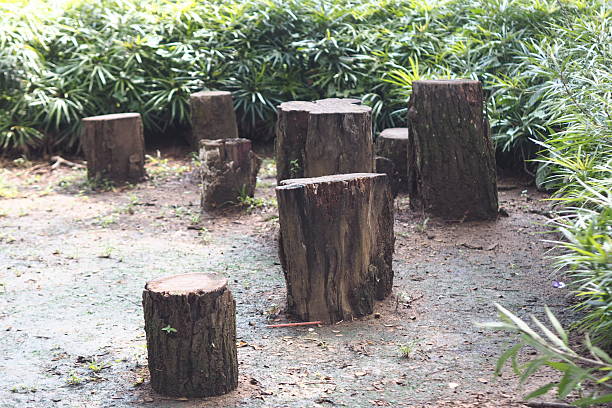istock close up of a rotten tree stump 2209134549