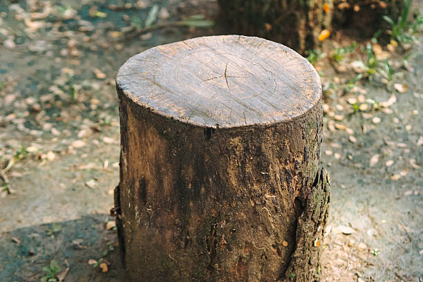 istock close up of a rotten tree stump 2209134565