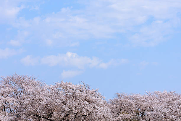Cherry blossoms in full bloom and blue sky