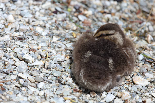istock Stockente / Mallard / Anas platyrhynchos 2209134851