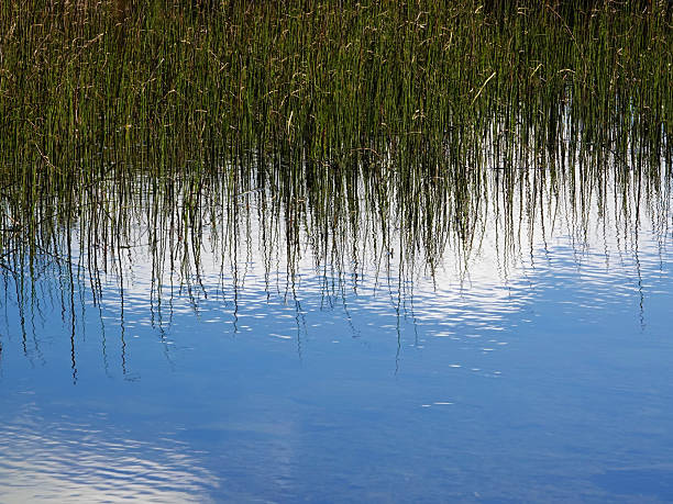 istock Reflections of reeds and clouds 2209136161