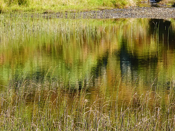 Abstract grass reeds and trees reflected in a lake by the lakeside