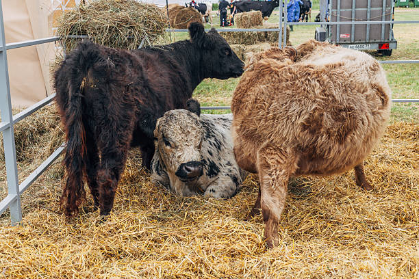 Galloway cattle breed for meat production