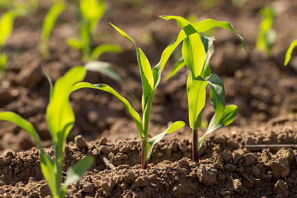 istock corn at dawn in the spring, a monocultural field with fresh corn sprouts in fertile soil with fertilizers 2209137266