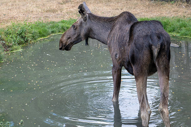 A giant wild moose stands in the calm, reflective waters of a lake in the Many Glacier area of Glacier National Park