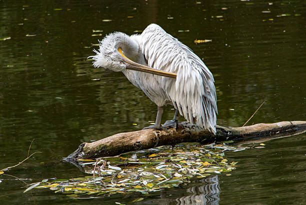Pelican sitting on tree trunk in water and adjusting feathers.