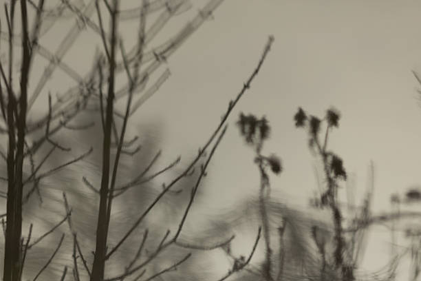 Winter Trees in a Park or Forest as Background. Snow covered trees stand tall in a serene, tranquil winter landscape. Frosty branches and crisp white backdrop capture the quiet beauty of the season