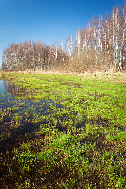 istock Wet meadow and grass with trees on the horizon and blue sky, spring view 2209138372