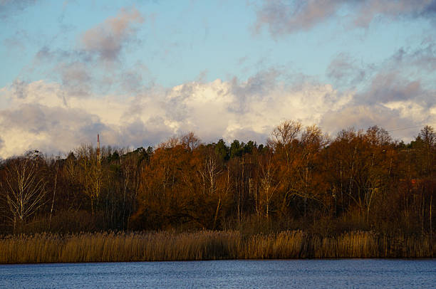 Trees at a lake against cloudy sky