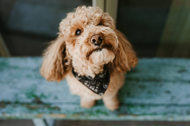 istock Close-Up of a Poodle sitting on a Bench 2209139032