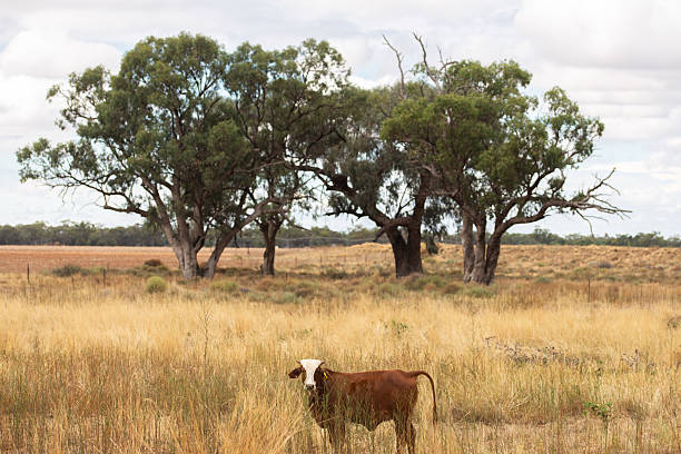 A peaceful farm scene featuring a herd of cattle, some standing atop a dirt mound and others resting nearby. The spacious open yard, fencing, and distant fields convey rural life, livestock farming, and calm countryside atmosphere.