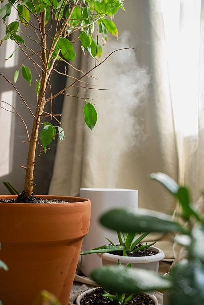 istock Humidifier increasing humidity around potted plants next to window 2209140158