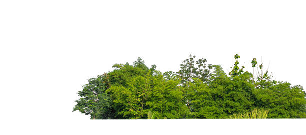 istock Green Trees isolated on white background.are Forest and foliage in summer for both printing and web pages 2209140164