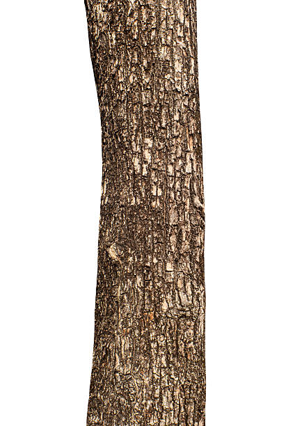 istock trunk of a tree Isolated On White Background 2209140266