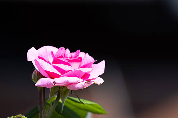 Colorful Flower - Symbol for Spring and Blossom