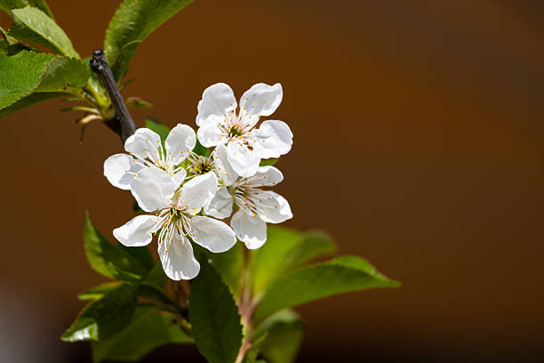Close-up of a tree branch with delicate white flowers and vibrant green leaves.