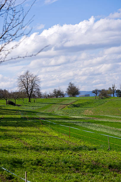 istock Idyllic scenery with rural landscape with meadow and orchard on a sunny spring day. 2209141377