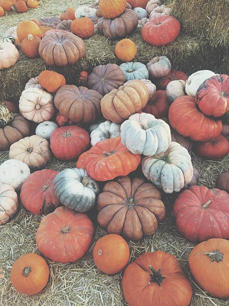 Fall harvest gourds agriculture photography