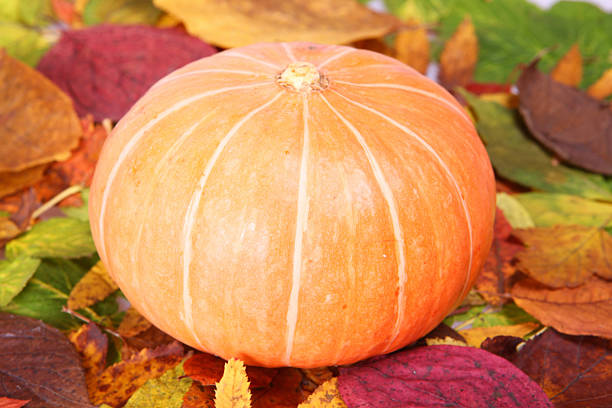 Fall harvest gourds agriculture photography
