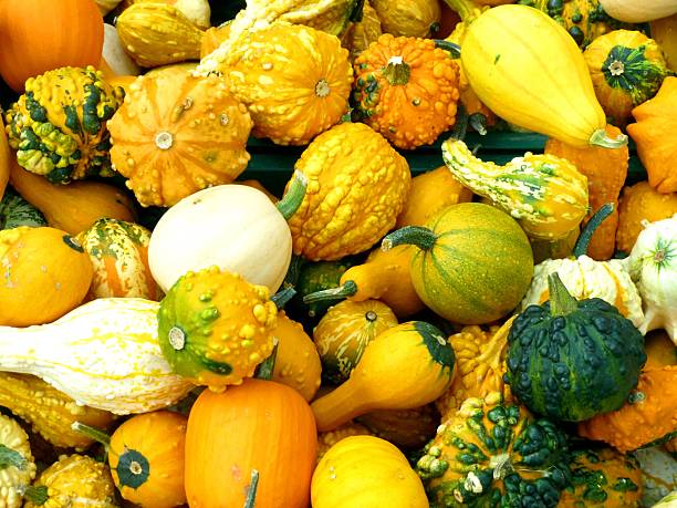 Fall harvest gourds agriculture photography